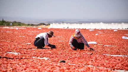 Aşırı Sıcak ve Kuraklık Domates Üretimini Vurdu