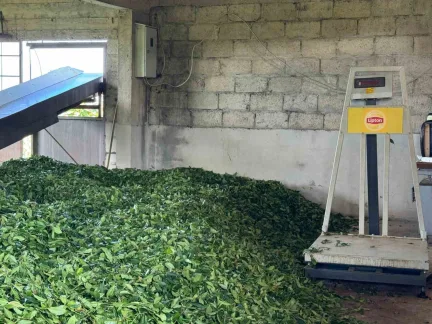 Lipton’dan Büyük Karar: Rize’deki Tesisler Özgür Çay’a Devredildi