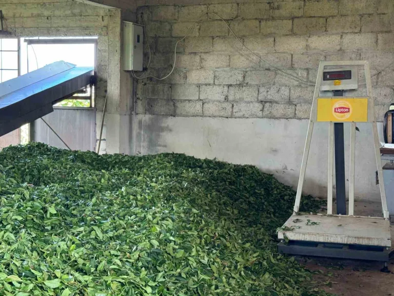 Lipton’dan Büyük Karar: Rize’deki Tesisler Özgür Çay’a Devredildi